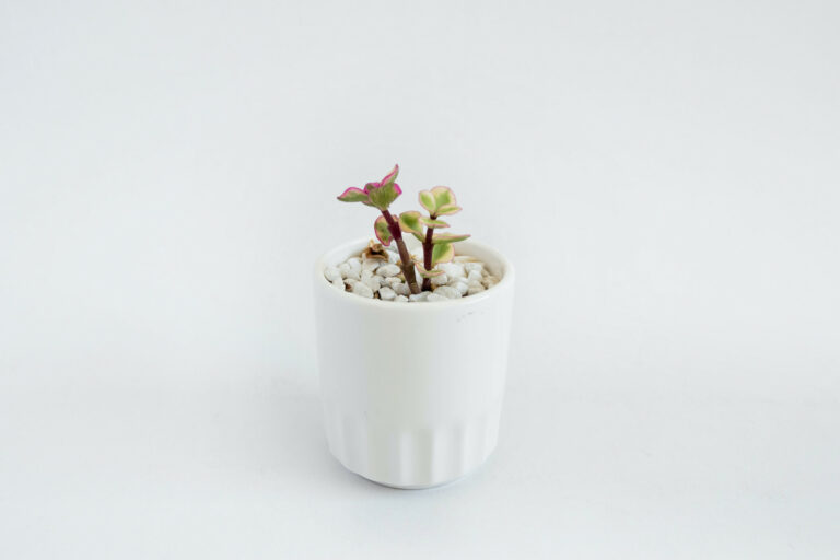 A beautiful plant in a white pot on a white table